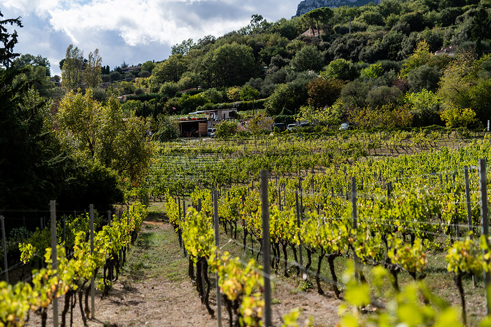 Among the vines